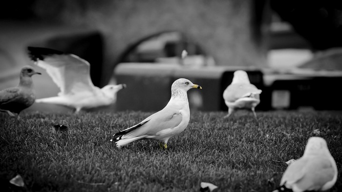 Seagulls on grass in black and white