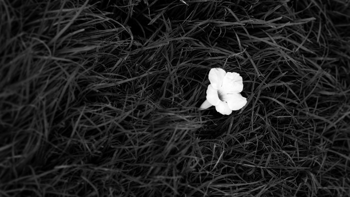 A single white flower on dark grass