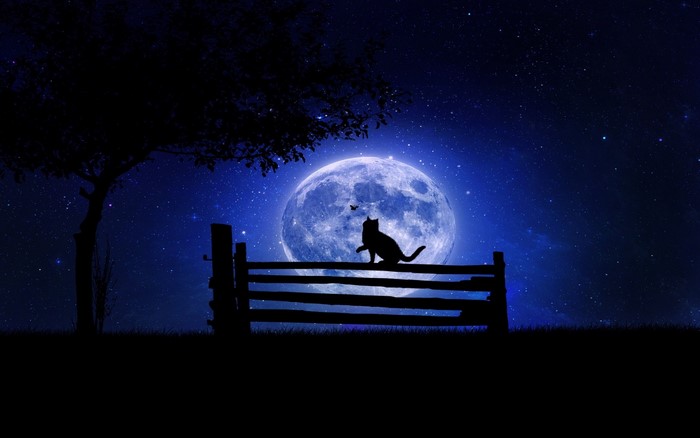 Cat Silhouette Under a Full Moon at Night