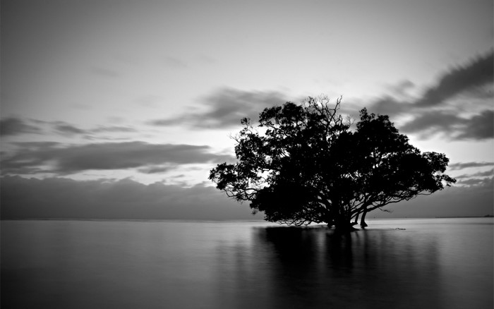 Silhouette of a tree in the water at sunset