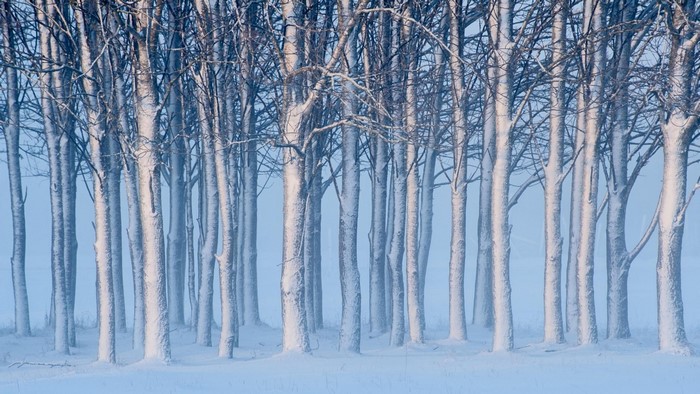 Snow-covered trees in a misty winter forest
