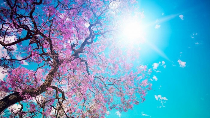 Blooming tree branches against a bright blue sky with sun
