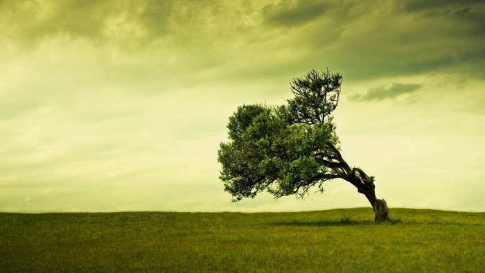 A lone tree bends in the wind on a grassy hill under a cloudy sky.