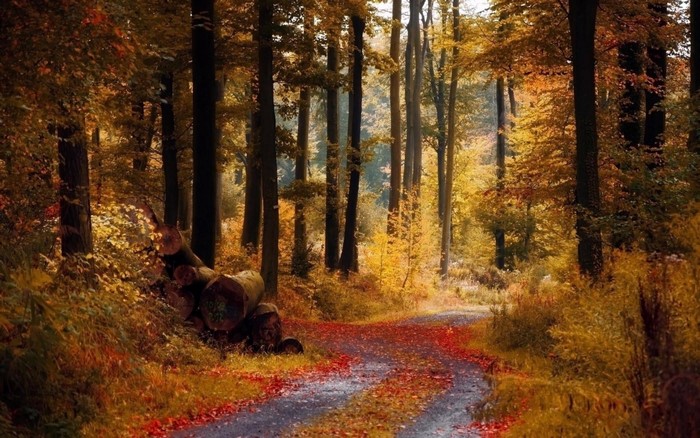 Forest path in autumn with fallen leaves and logs
