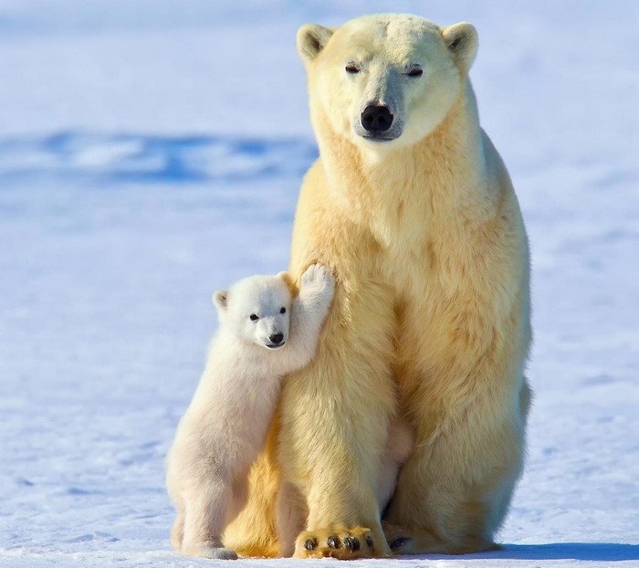 Polar bear mother and cub sitting on snow
