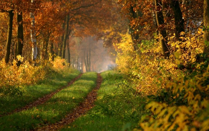 A sunlit path through an autumn forest