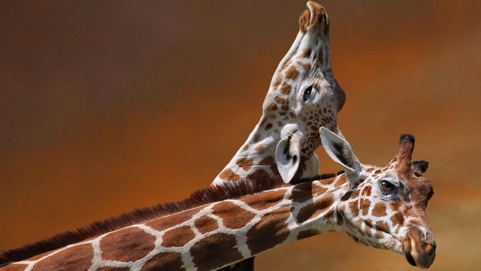 Two giraffes with patterned fur against a blurred background