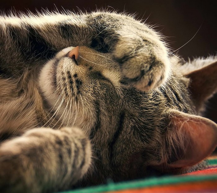 Close up of a tabby cat sleeping with its paw over its face