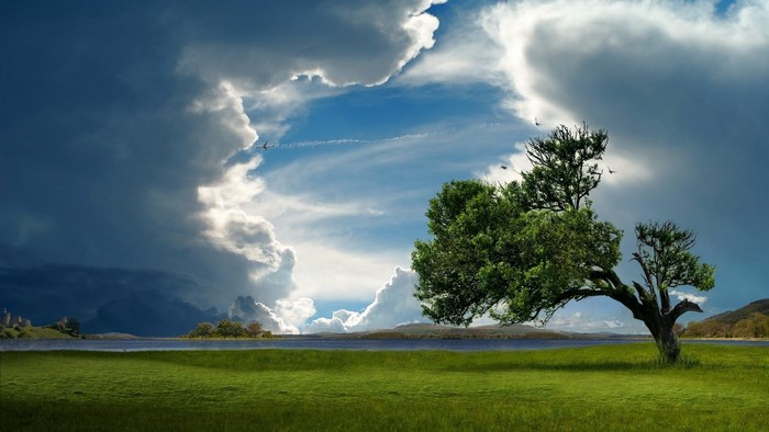 Stormy sky over a grassy field with a lone tree