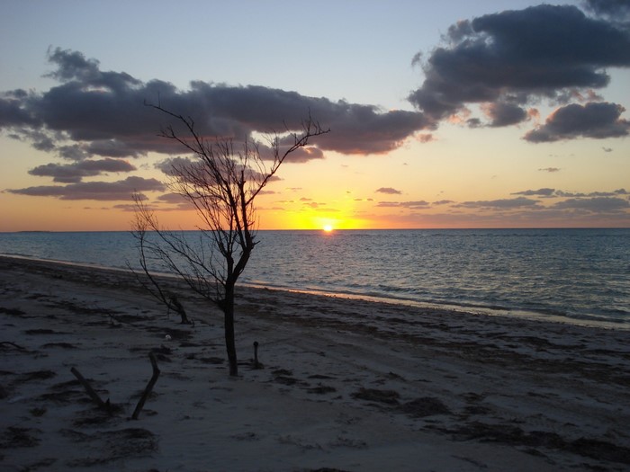Sunset over the ocean with a bare tree on the beach