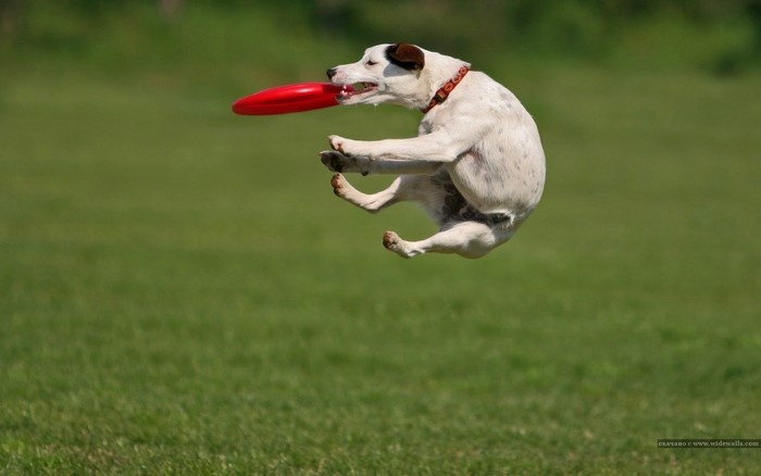 Dog jumping to catch a red frisbee
