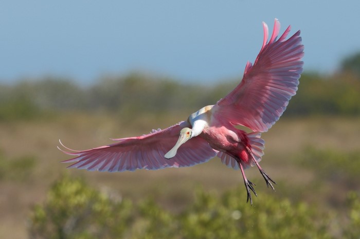 Roseate Spoonbill in flight with pink wings