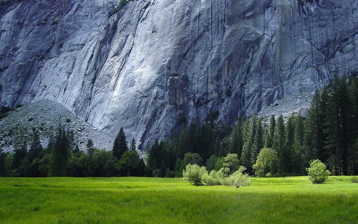 Grassy meadow with a large rock face and pine forest