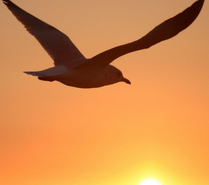 Seagull flying at sunset