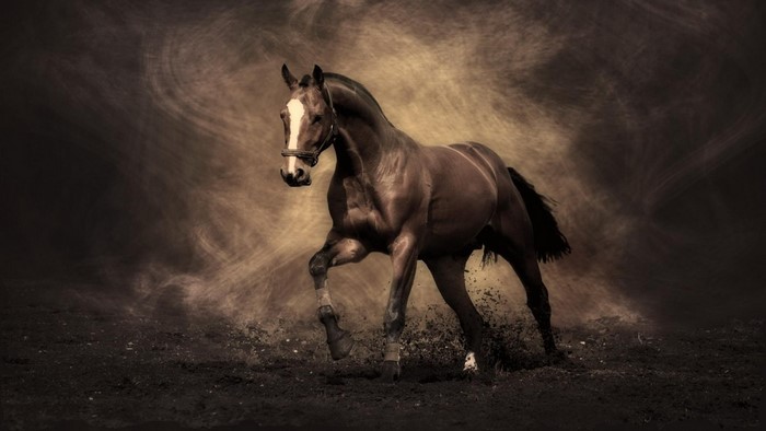 Majestic Stallion in Dark Monochrome Setting