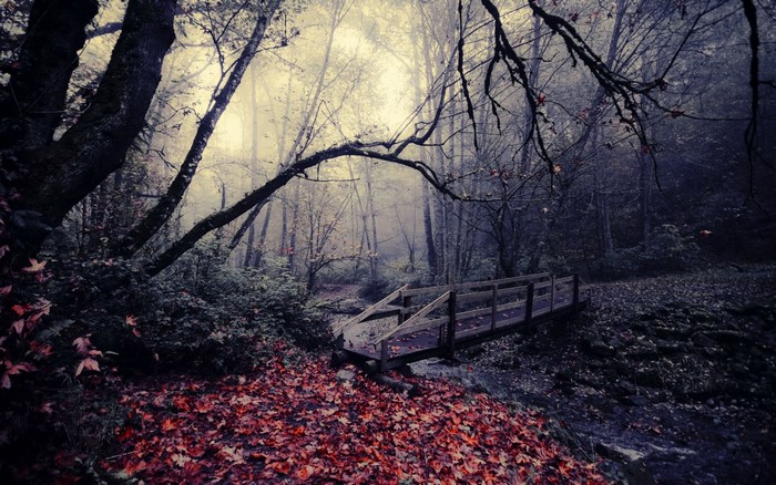 Wooden bridge over a stream in a foggy autumn forest