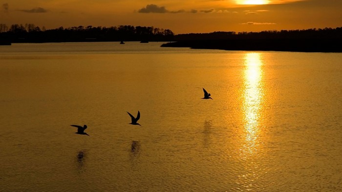 Three birds flying over a lake at sunset