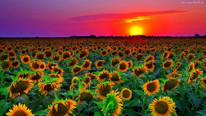 Field of sunflowers at sunset