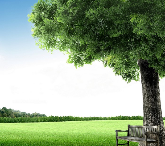 A wooden bench under a large tree in a grassy field