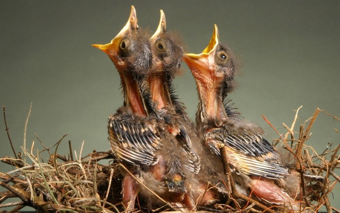 Three baby birds in a nest with mouths open