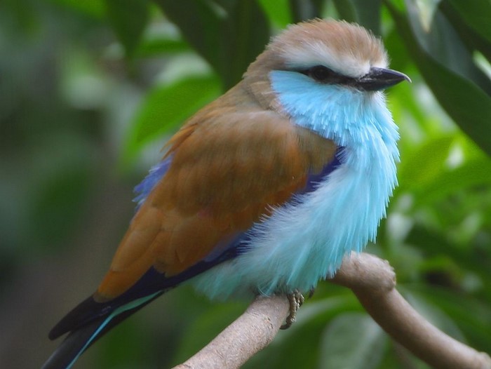 Colorful Blue Roller Bird Perched on Branch
