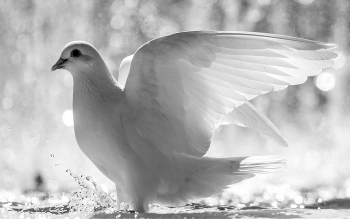 White dove with wings spread in water