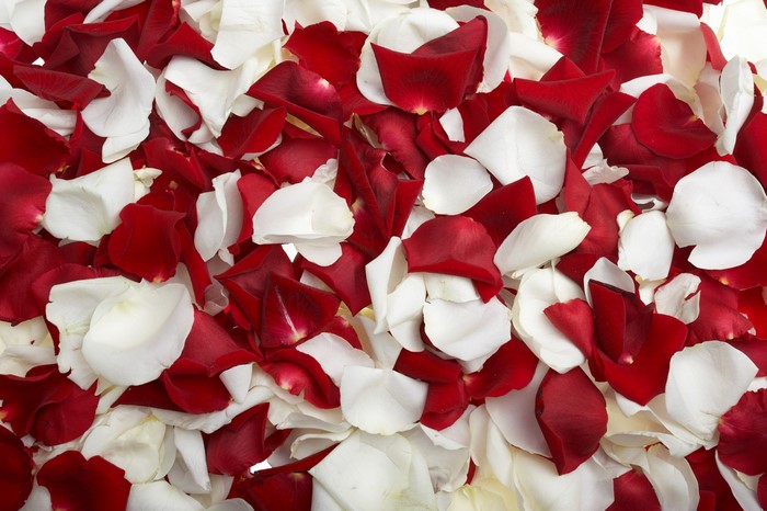 Red and white rose petals scattered