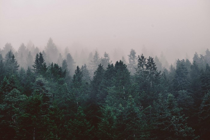 Misty forest with evergreen trees