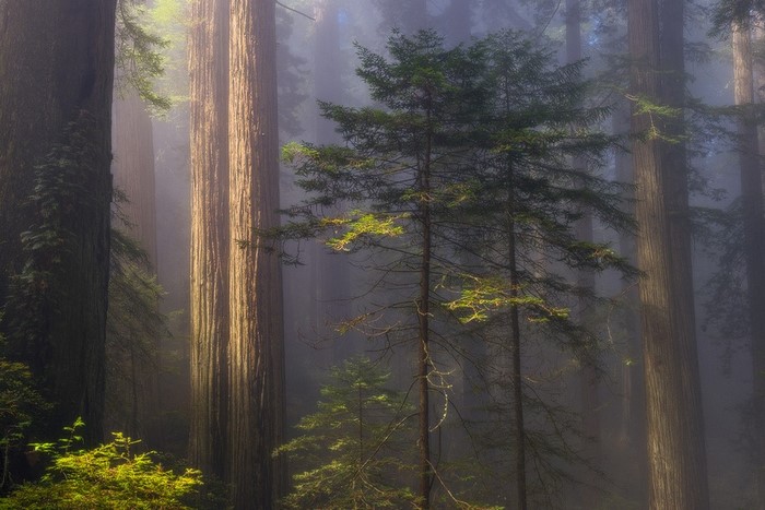 Misty redwood forest with sunlight filtering through trees