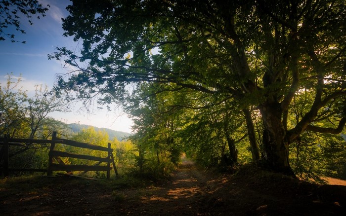 Sunlight filtering through trees onto a dirt road with a fence