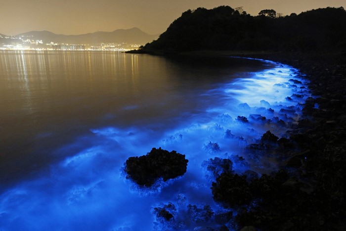 Bioluminescent waves on a rocky shore at night