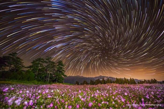 Star Trails Over Cosmos Field