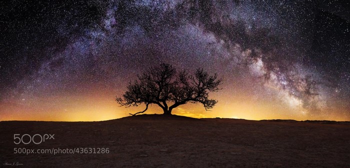 Silhouette of a lone tree under the Milky Way