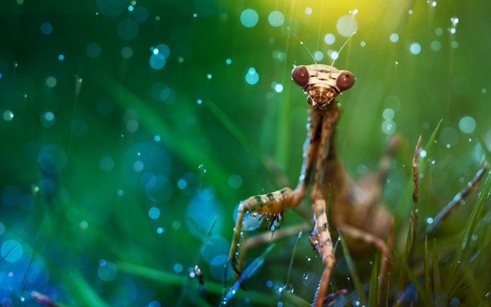 Praying Mantis in Dew Drops with Sunlight