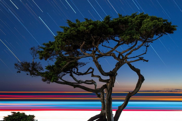 Tree with star trails and light streaks at dusk