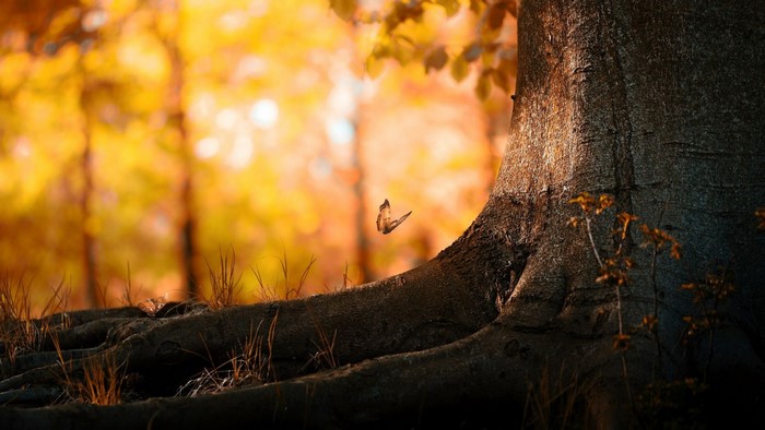 Butterfly near a large tree in an autumn forest