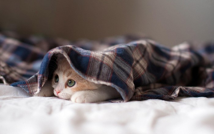 Kitten hiding under a plaid blanket