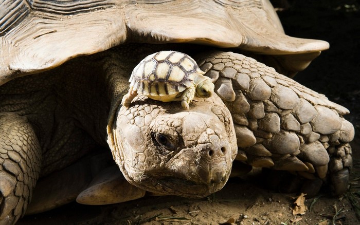 Baby tortoise on adult tortoise's head