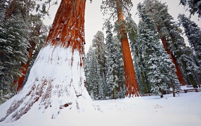 Giant sequoia trees covered in snow