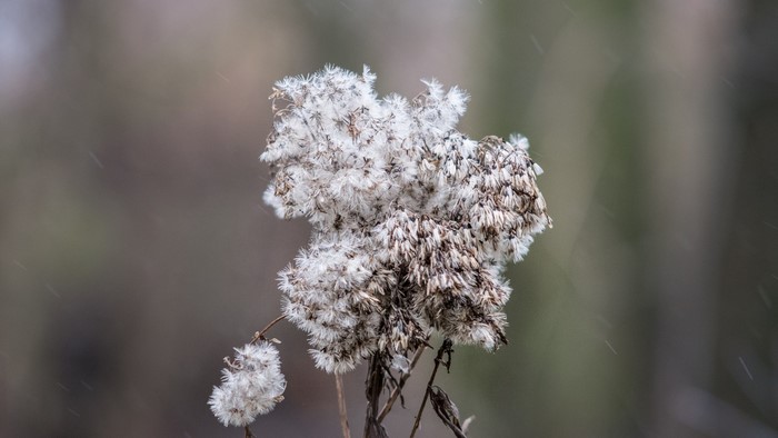 Close-up of a dried plant with white fluffy seeds in winter