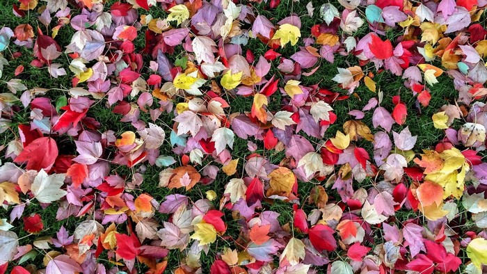 Colorful autumn leaves scattered on green grass