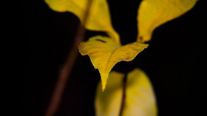 Yellow leaves on a dark background