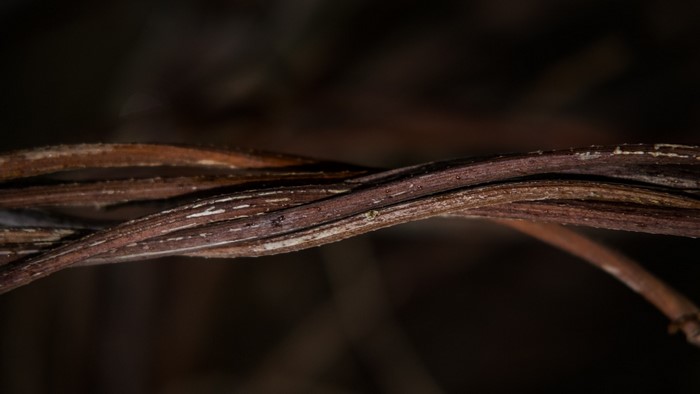 Close-up of intertwined brown plant stems
