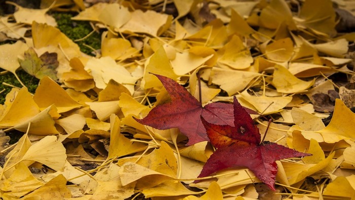Yellow and red autumn leaves on the ground