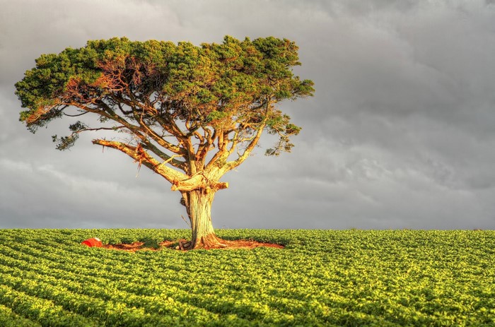 Lone tree in a cultivated field under a cloudy sky