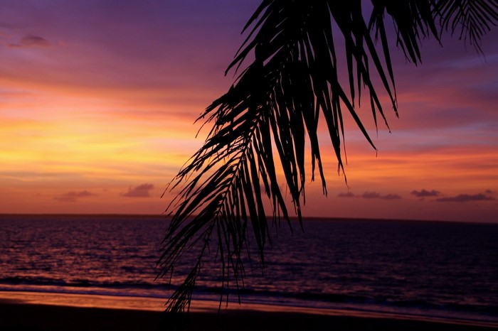 Palm frond silhouetted against a colorful sunset over the ocean