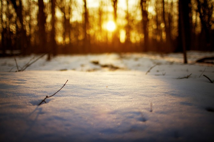 Sunlight through trees in a snowy forest