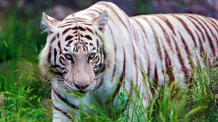 White tiger walking through tall green grass