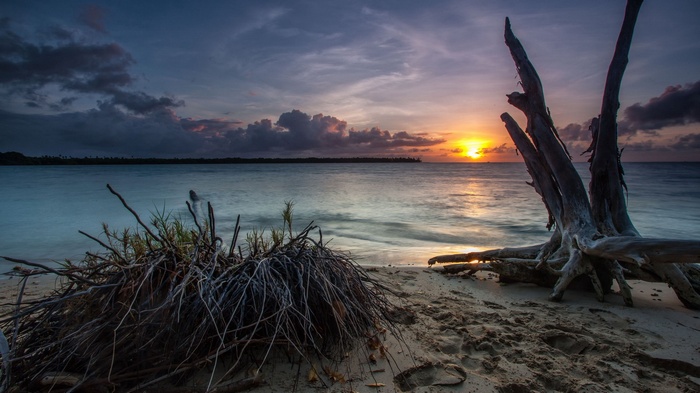 Driftwood on a beach at sunset
