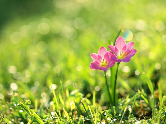 Two pink flowers in green grass with sunlight